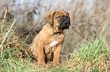 TOSA INU 103